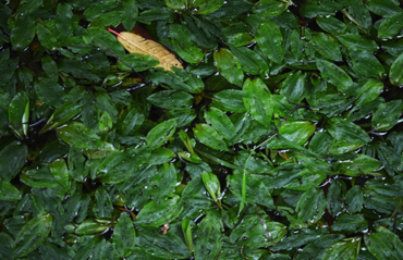 ardanaiseig  garden  
green water leaves